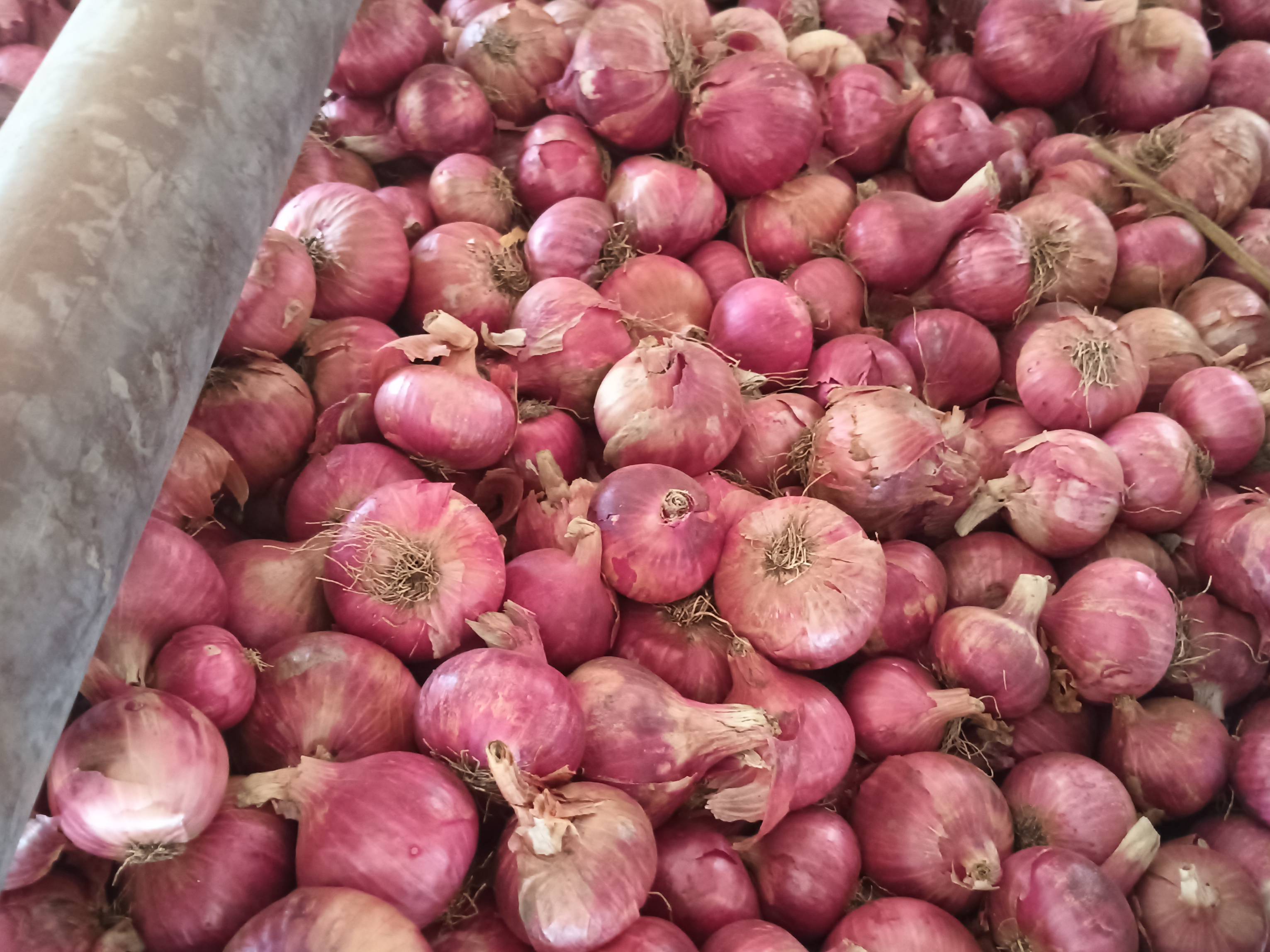 Summer Onion for sale in Nashik, Maharashtra
