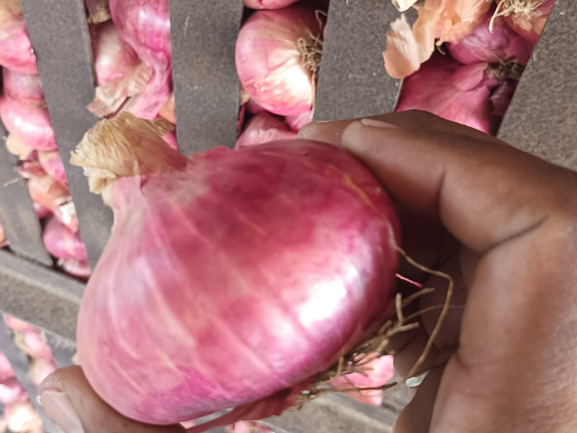 Summer Onion for sale in Nashik, Maharashtra