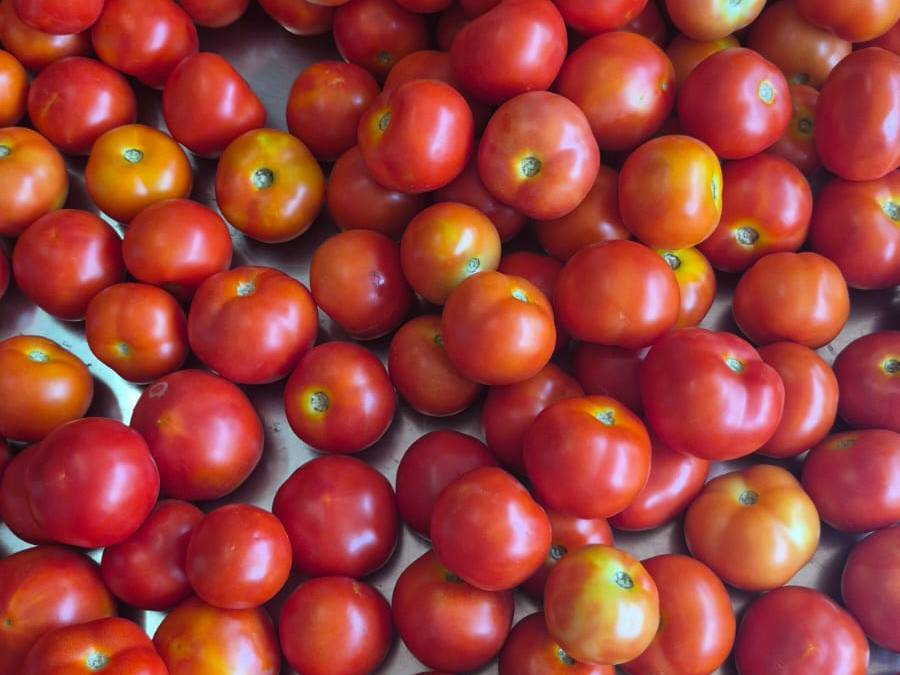 Saaho Tomato for sale in Satara, Maharashtra