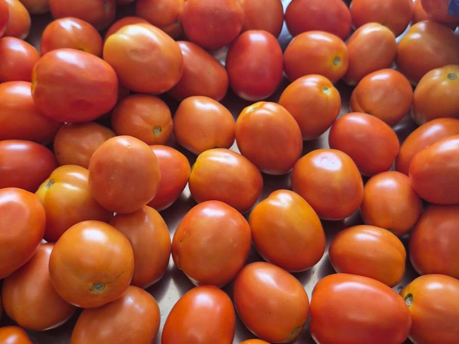Atharva Tomato विक्रीसाठी, सातारा, महाराष्ट्र