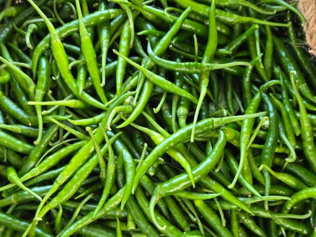Green Chilli बिक्री के लिए, जालना, महाराष्ट्र