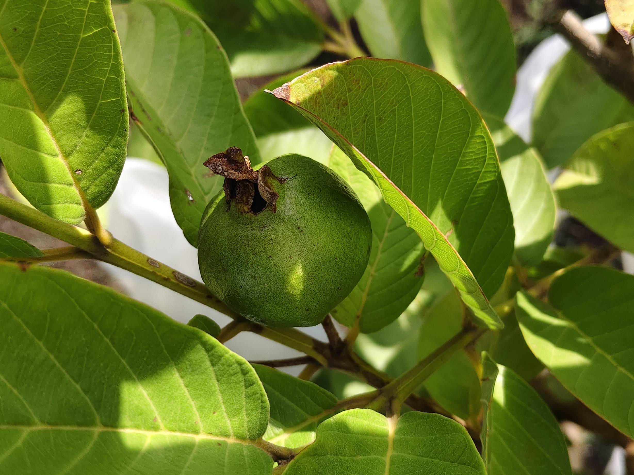 Taiwan Pink for sale in Solapur, Maharashtra