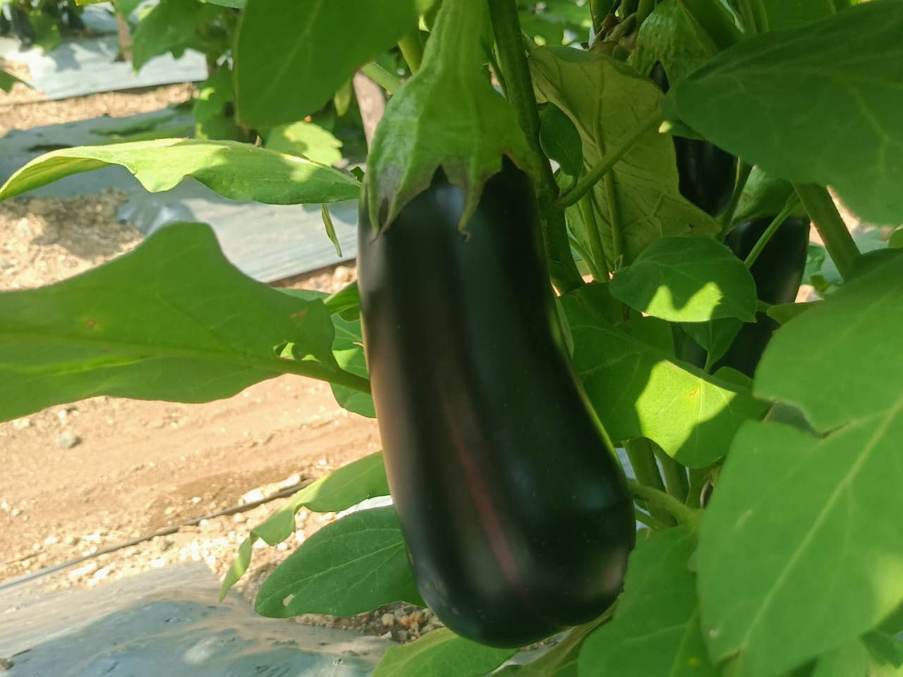 Purple Brinjal विक्रीसाठी, छत्रपती संभाजीनगर, महाराष्ट्र