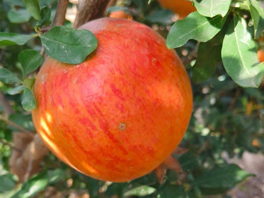 Bhagwa विक्रीसाठी, सोलापूर, महाराष्ट्र