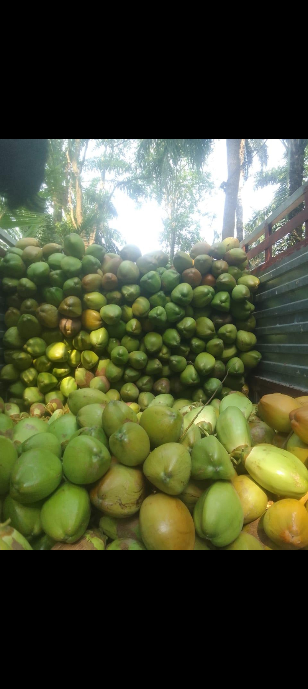 Green Tender Coconut विक्रीसाठी, कोल्हापूर, महाराष्ट्र