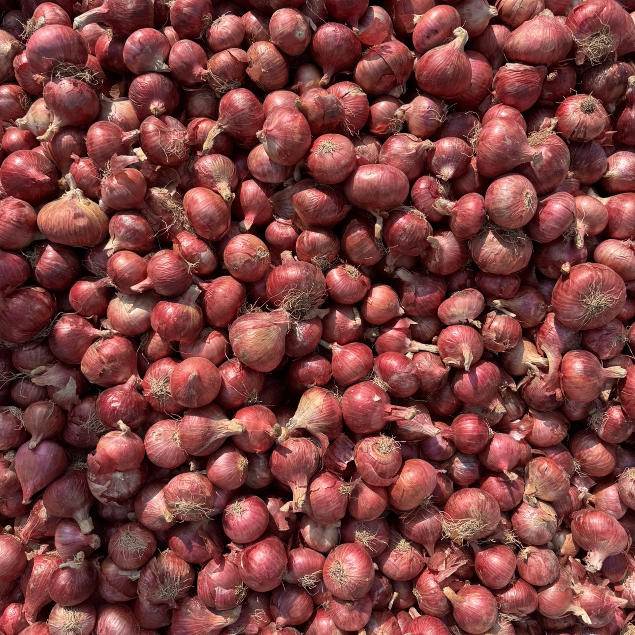 Summer Onion विक्रीसाठी, नाशिक, महाराष्ट्र