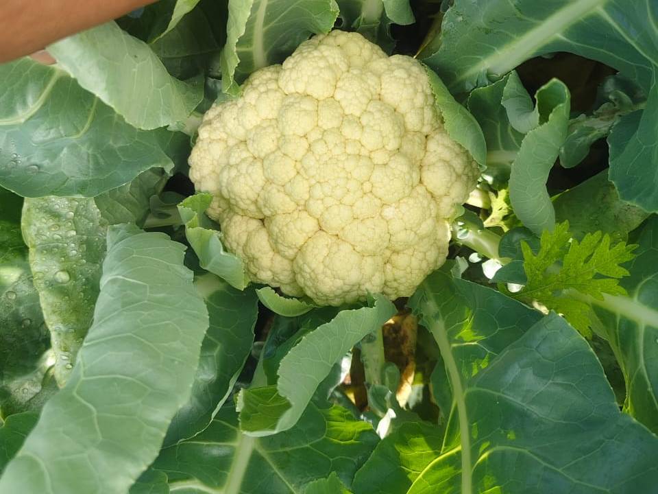 Early Cauliflower for sale in Pune, Maharashtra