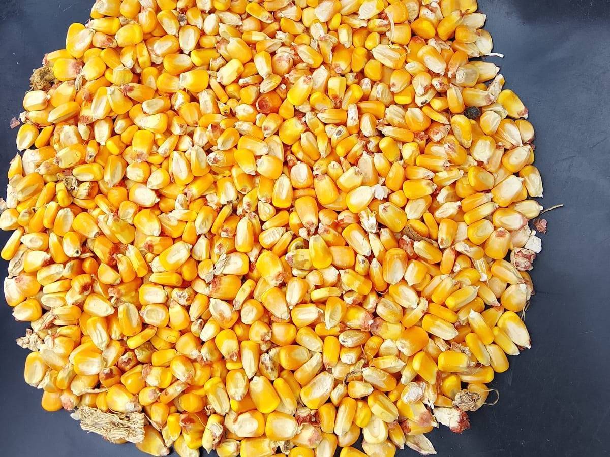 Sweet Corn for sale in Chhatrapati Sambhajinagar, Maharashtra