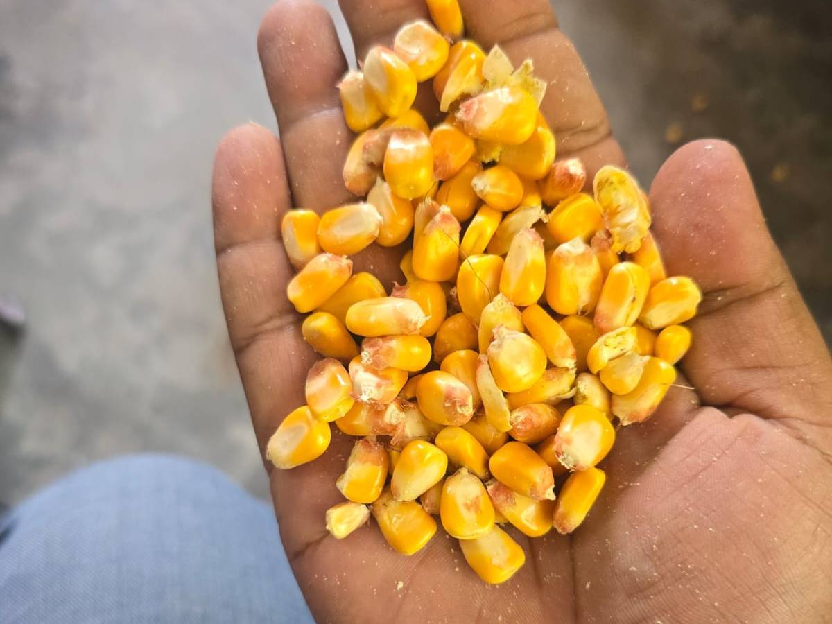 Sweet Corn for sale in Chhatrapati Sambhajinagar, Maharashtra