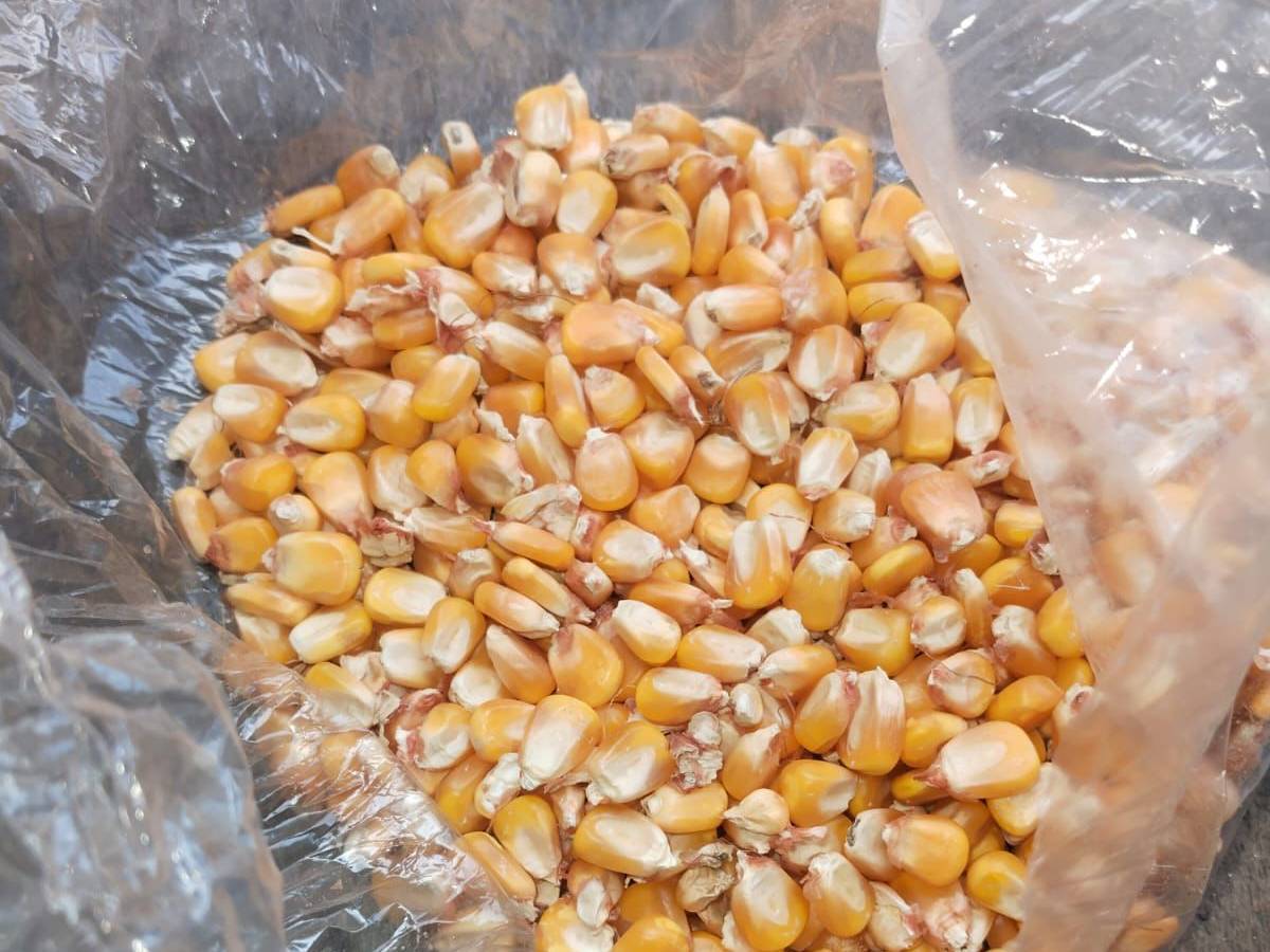 Sweet Corn for sale in Chhatrapati Sambhajinagar, Maharashtra