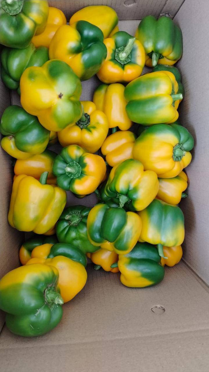 Capsicum Indus 11