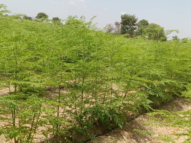 Moringa Leaf Powder बिक्री के लिए, नासिक, महाराष्ट्र