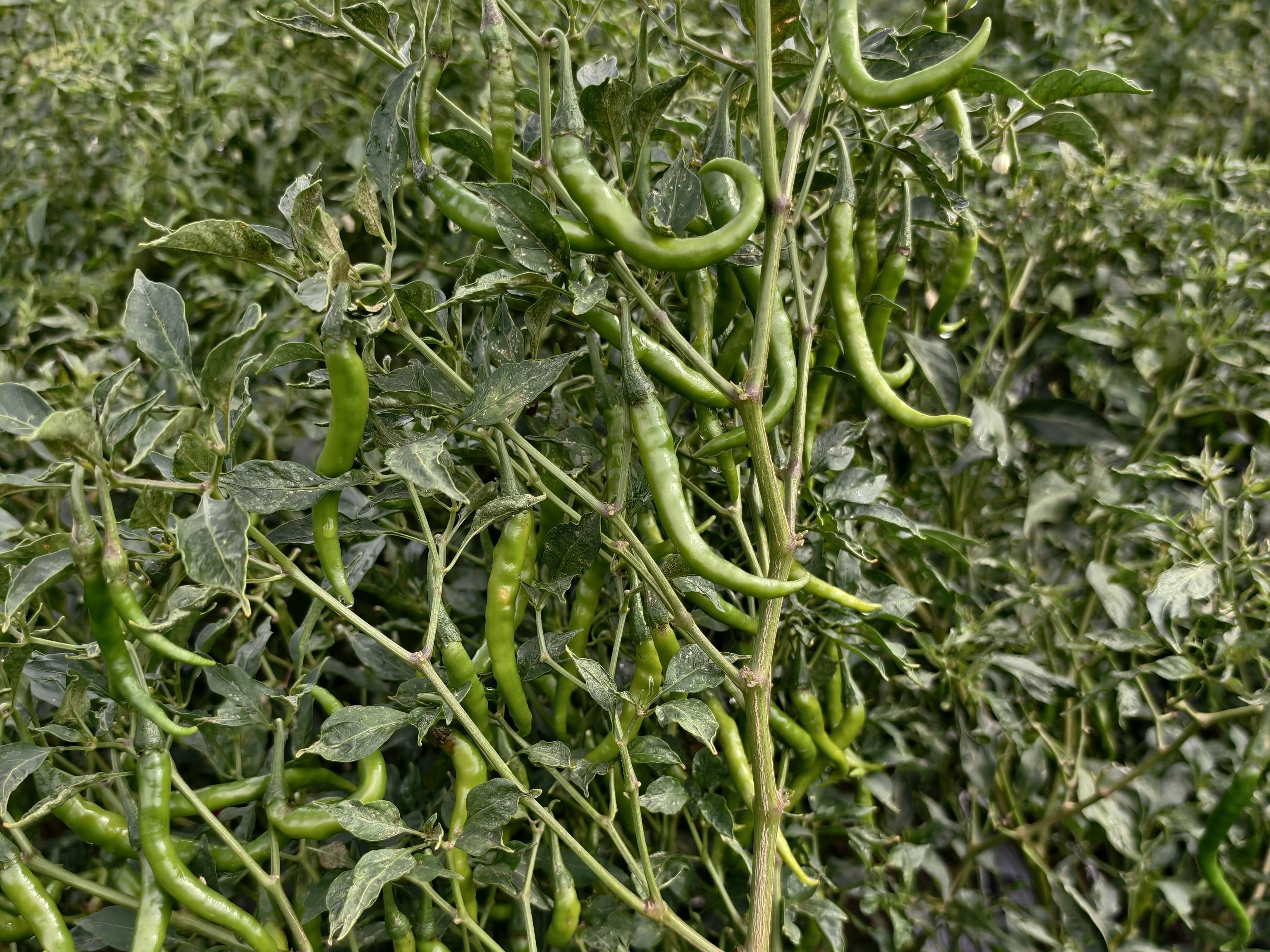 Green Chilli बिक्री के लिए, बेलगाम, कर्नाटक