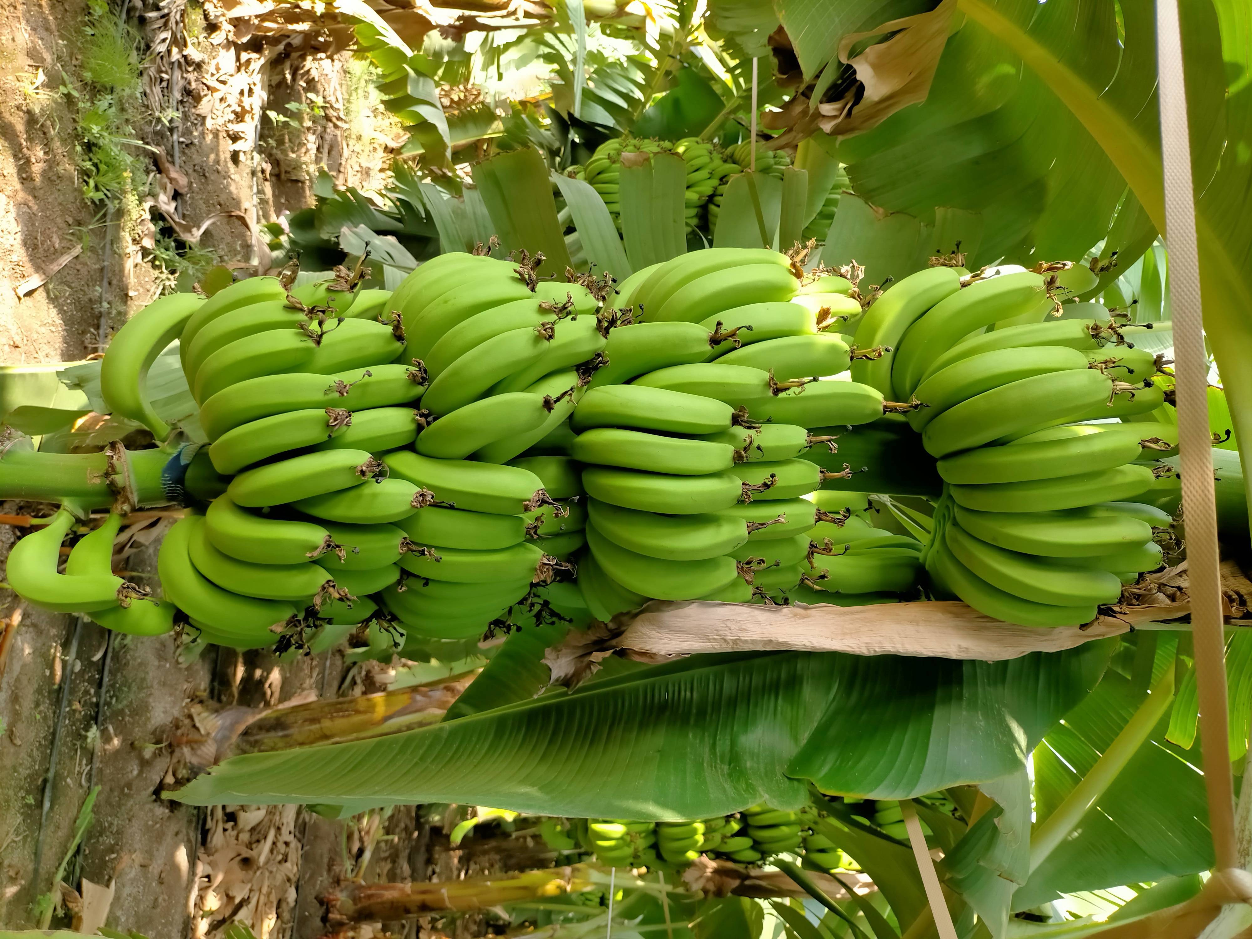 Grand Naine (G9) Banana बिक्री के लिए, अहिल्यानगर, महाराष्ट्र