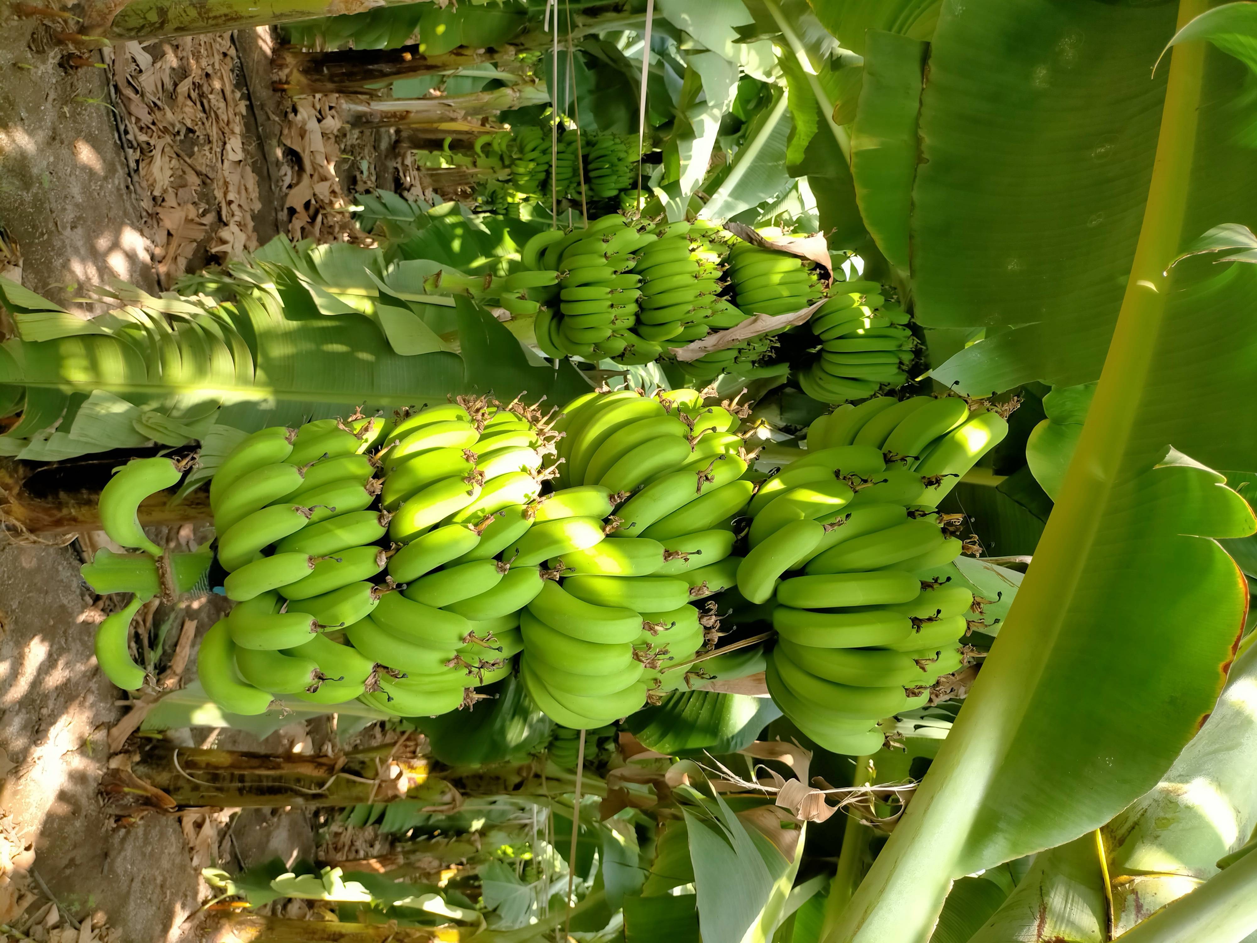 Grand Naine (G9) Banana बिक्री के लिए, अहिल्यानगर, महाराष्ट्र