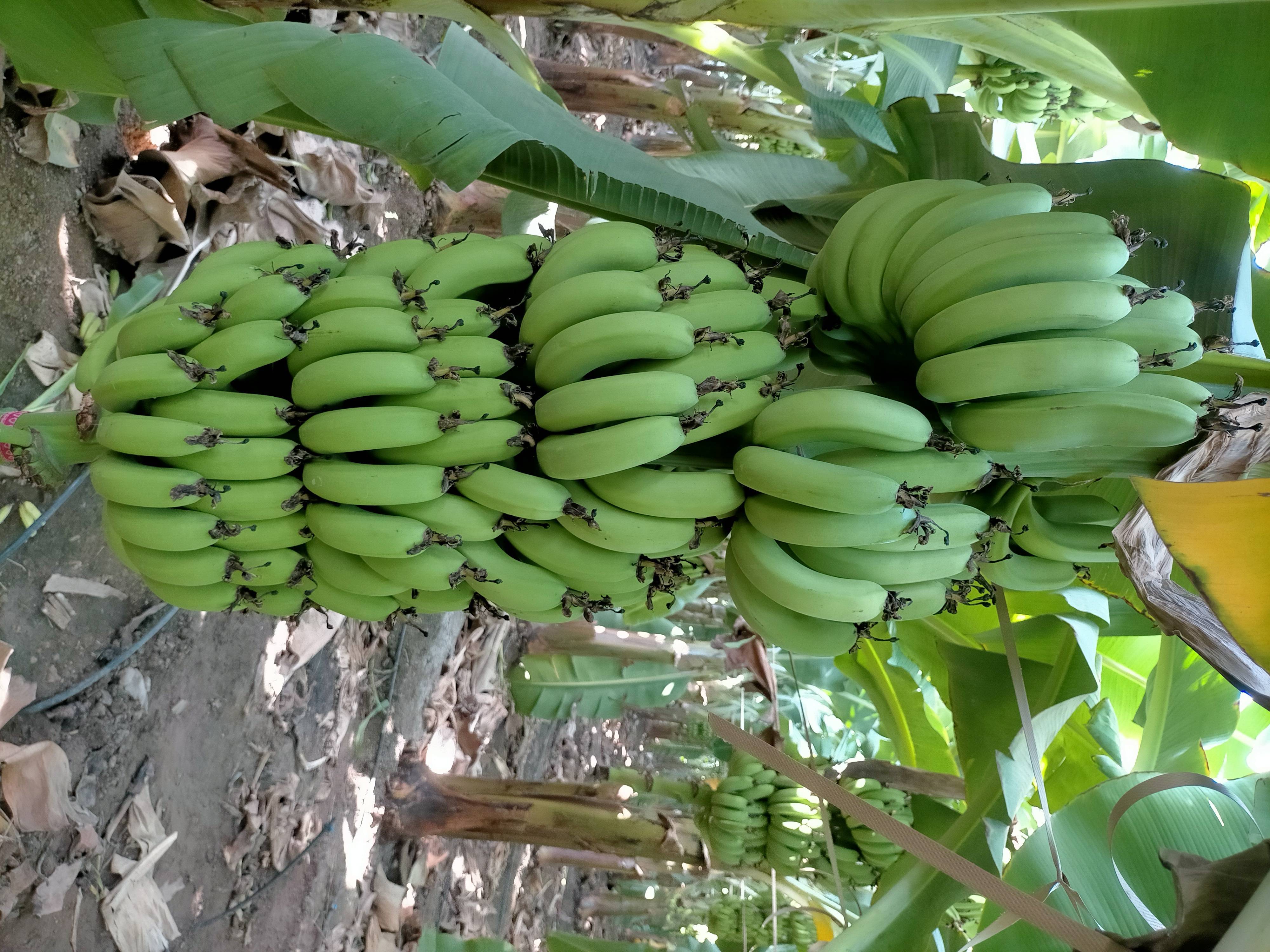 Grand Naine (G9) Banana बिक्री के लिए, अहिल्यानगर, महाराष्ट्र