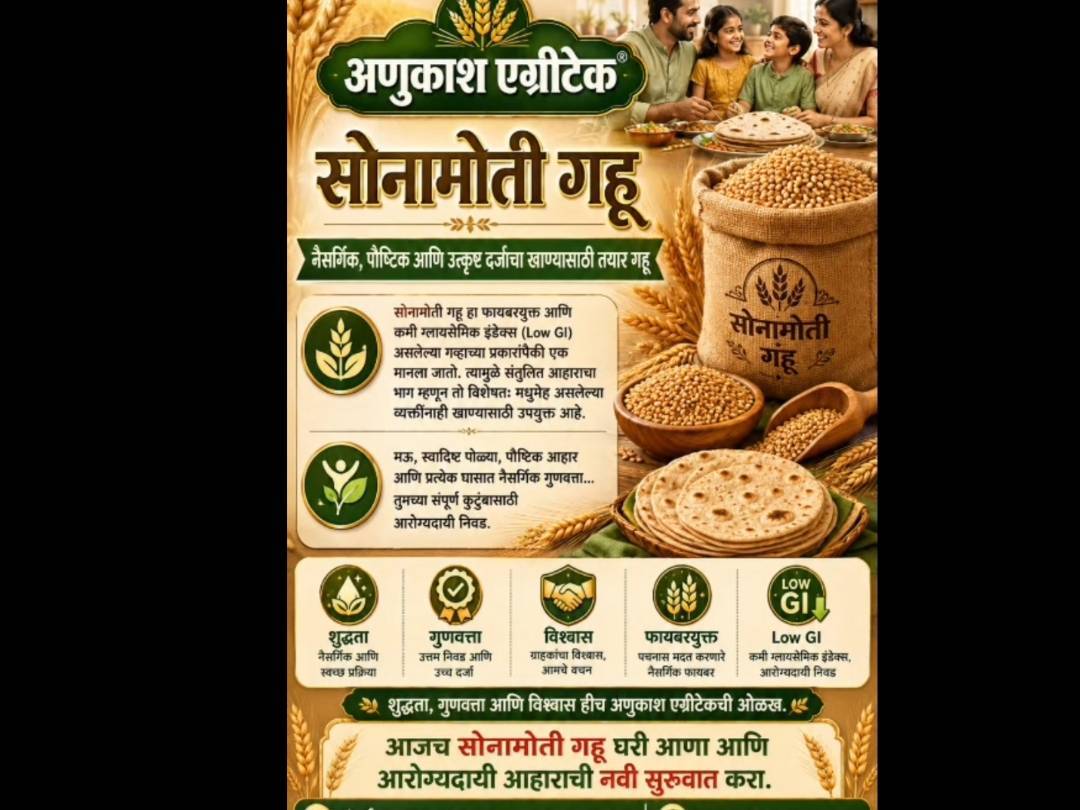 Sona Moti Wheat बिक्री के लिए, अहिल्यानगर, महाराष्ट्र
