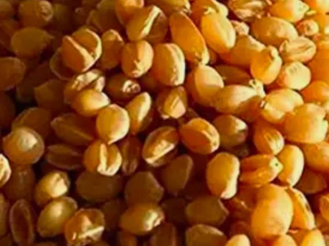 Sona Moti Wheat विक्रीसाठी, अहिल्यानगर, महाराष्ट्र