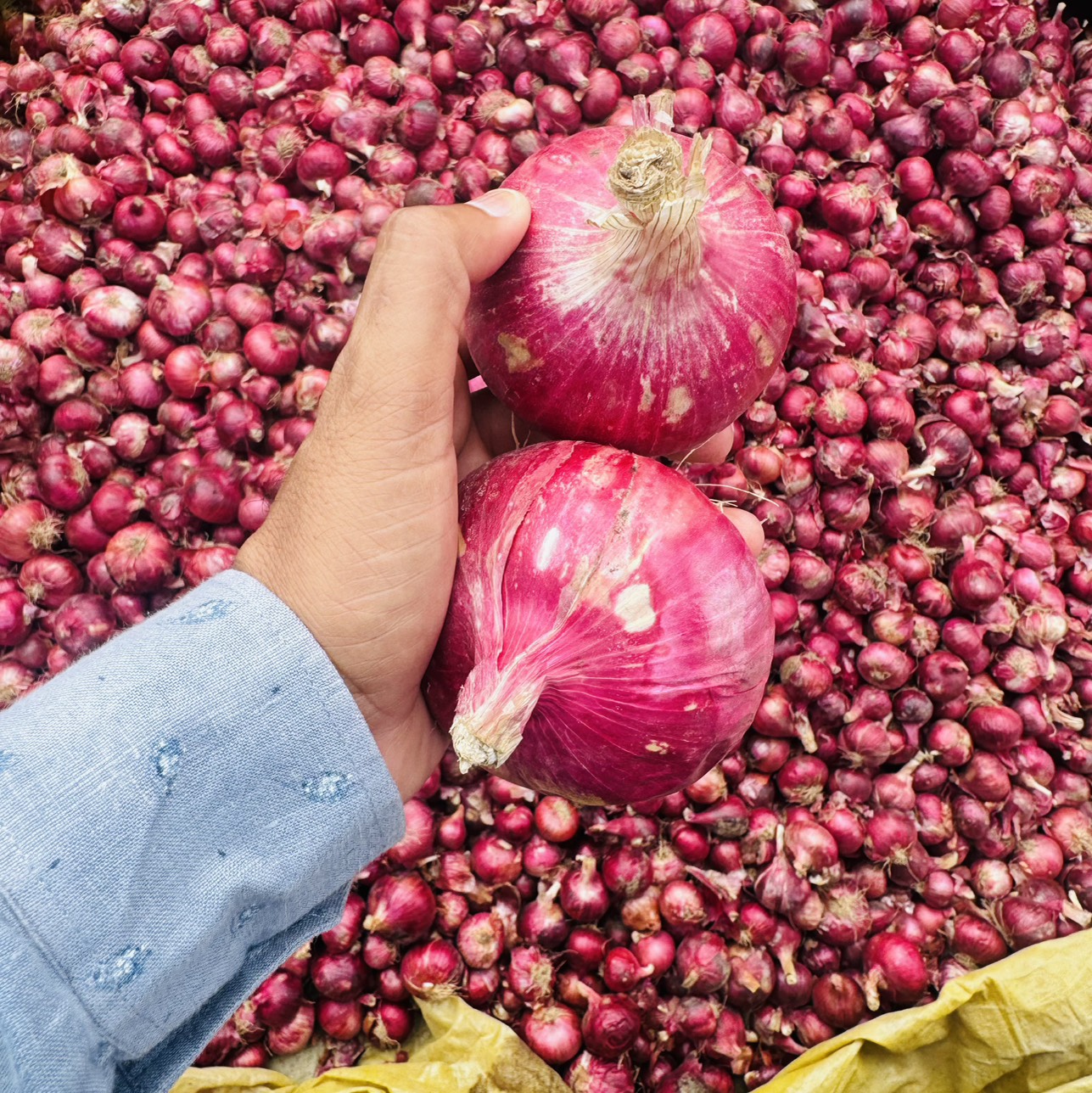 Summer Onion विक्रीसाठी, नाशिक, महाराष्ट्र