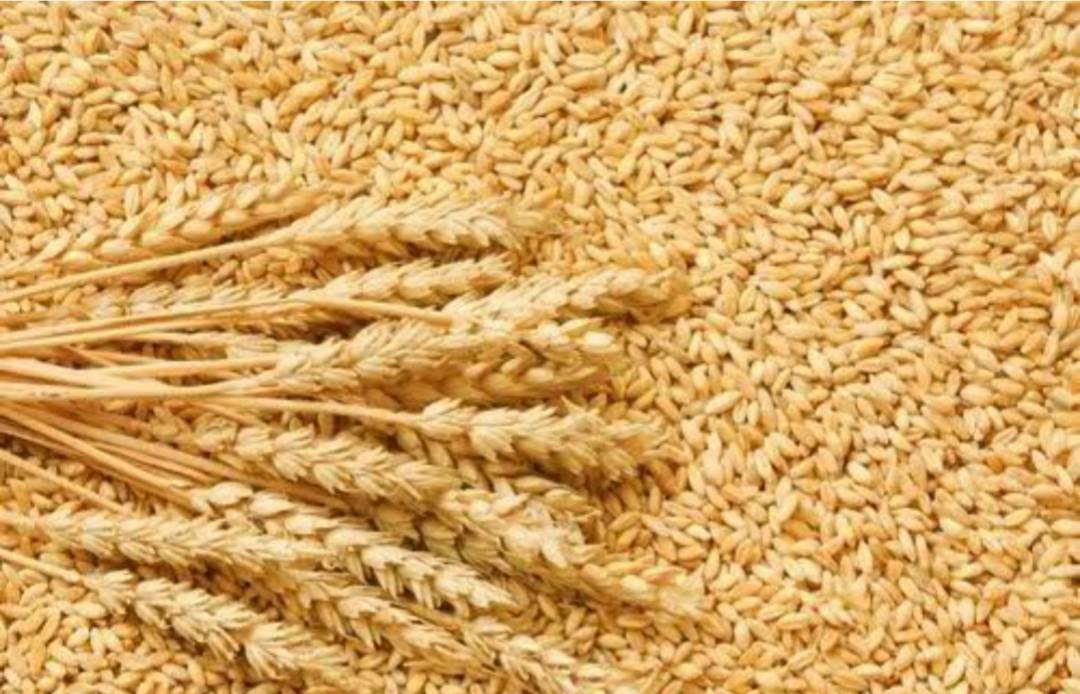 Bread Wheat बिक्री के लिए, अलीगढ़, उत्तर प्रदेश