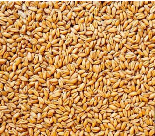 Wheat Bread Wheat
