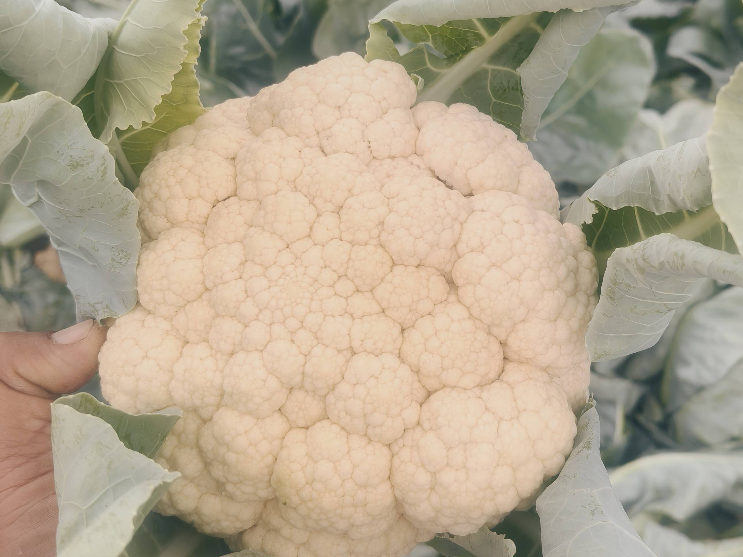 Early Cauliflower for sale in Beed, Maharashtra