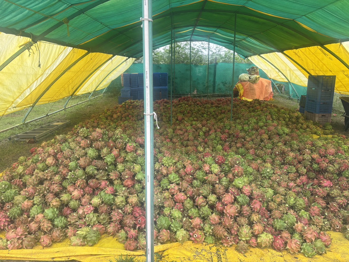 Red Dragon Fruit बिक्री के लिए, सांगली, महाराष्ट्र