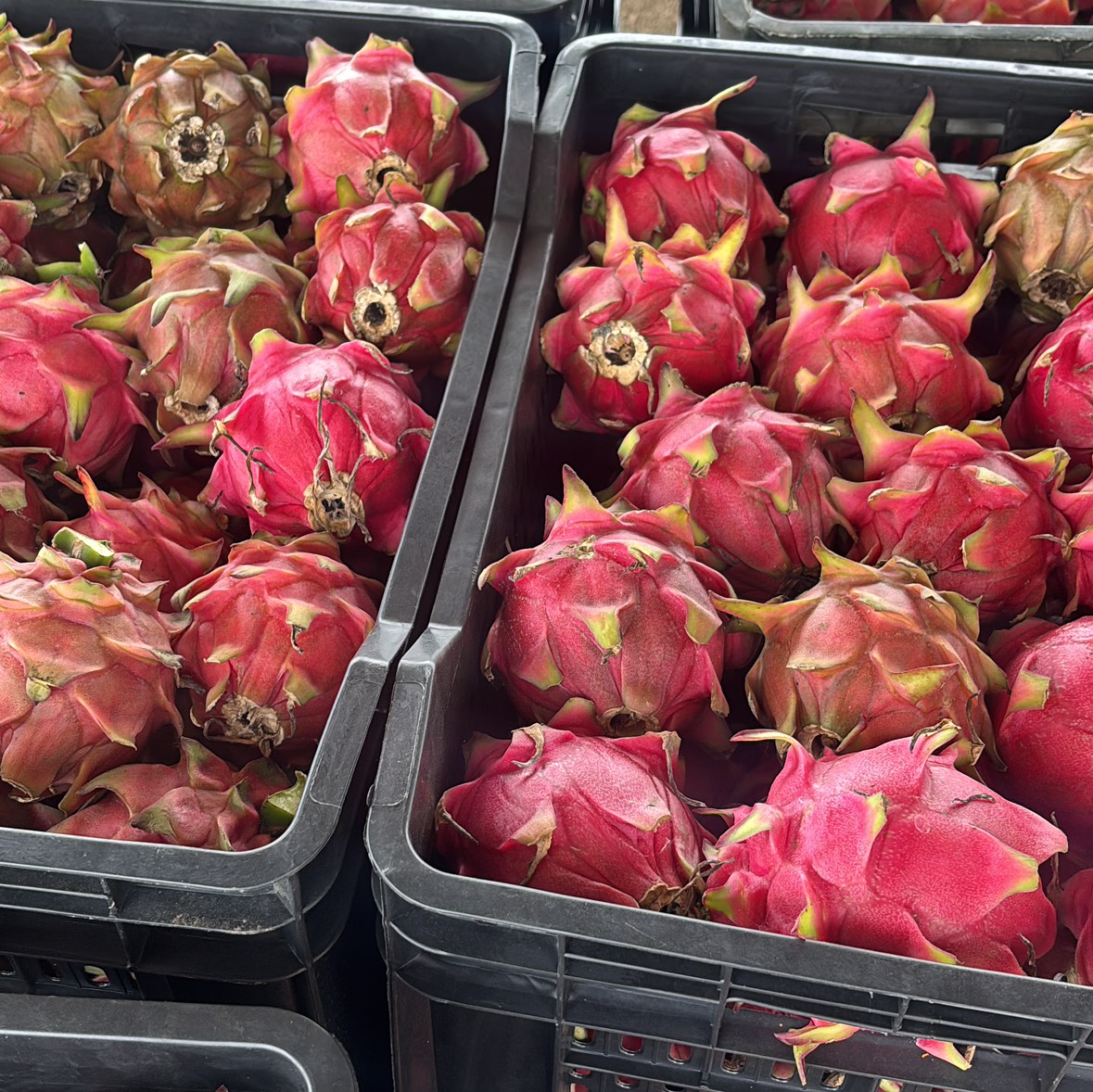 Red Dragon Fruit बिक्री के लिए, सांगली, महाराष्ट्र
