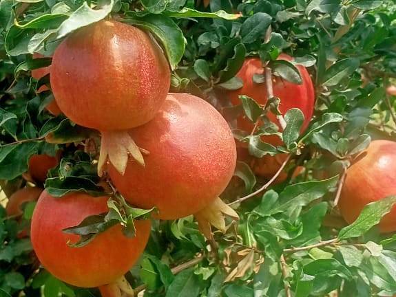 Bhagwa विक्रीसाठी, बुलढाणा, महाराष्ट्र