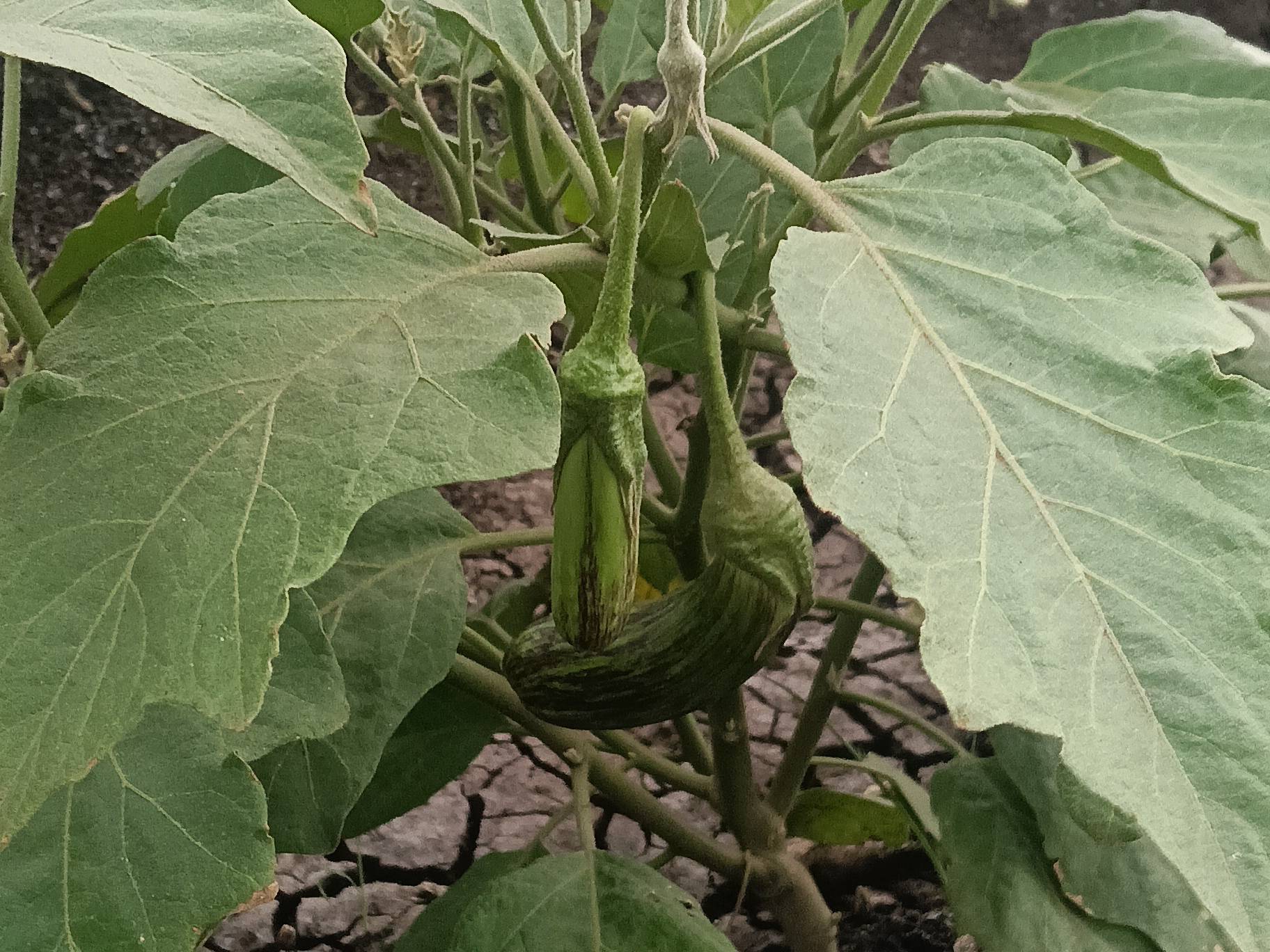Long Brinjal for sale in Sangli, Maharashtra