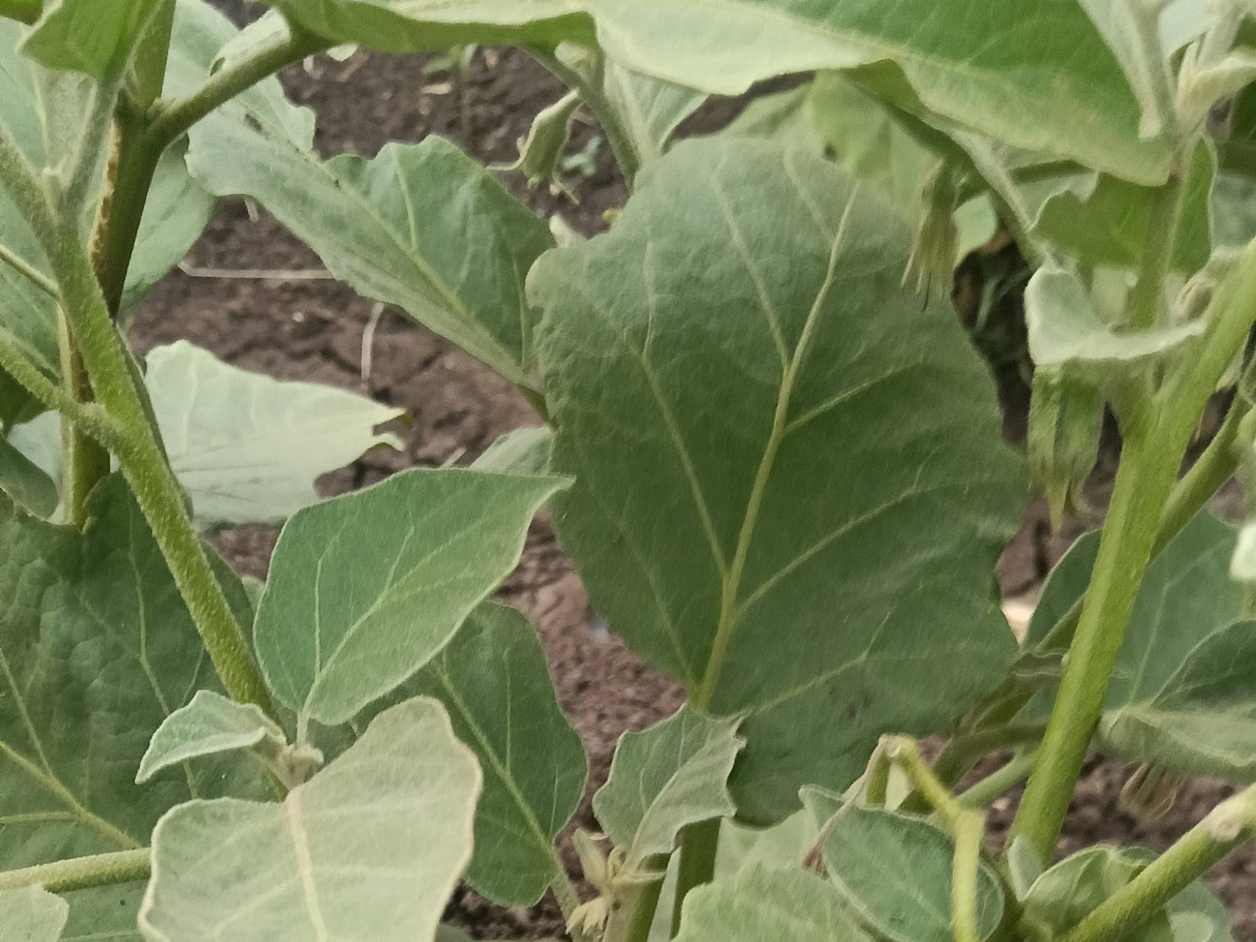 Long Brinjal for sale in Sangli, Maharashtra