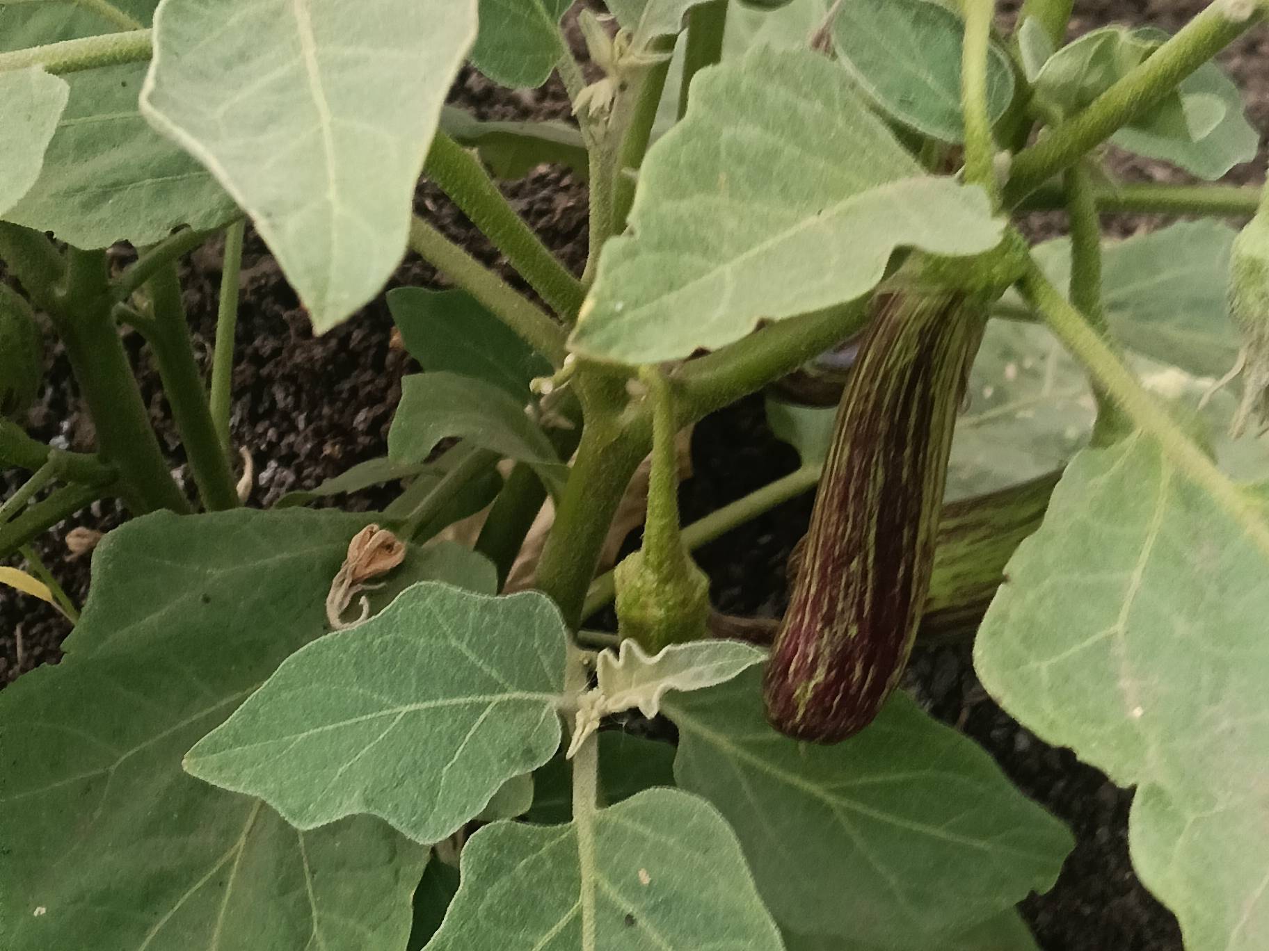 Long Brinjal for sale in Sangli, Maharashtra