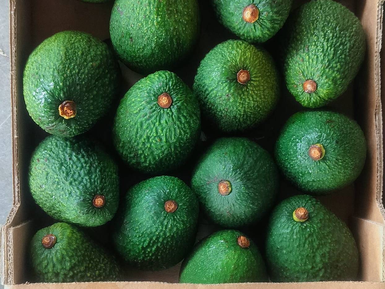 Hass Avocado बिक्री के लिए, ठाणे, महाराष्ट्र