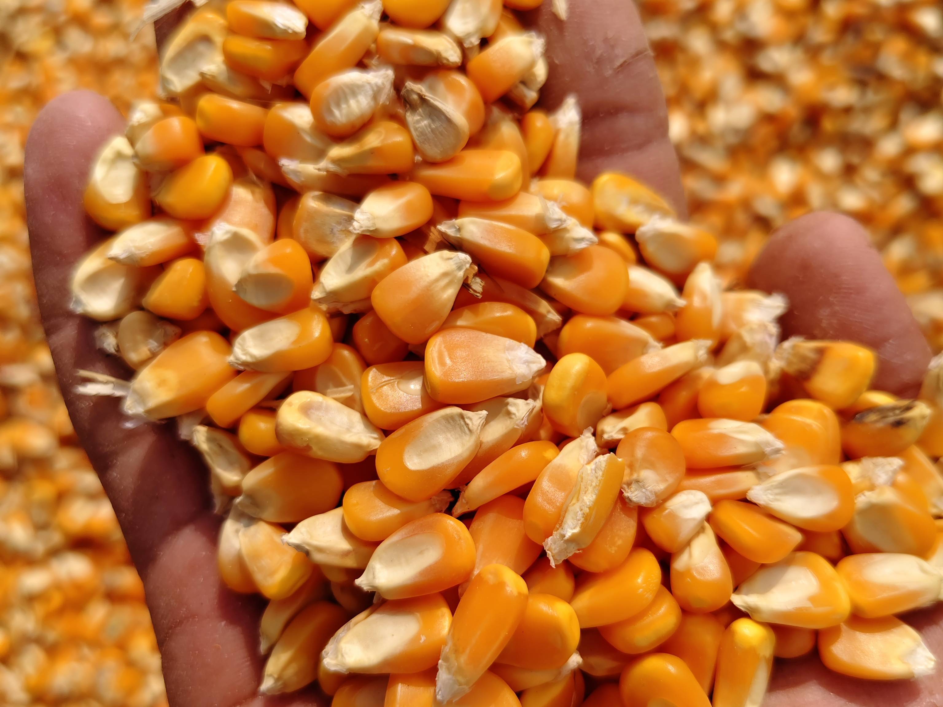Dent Corn for sale in Jalna, Maharashtra