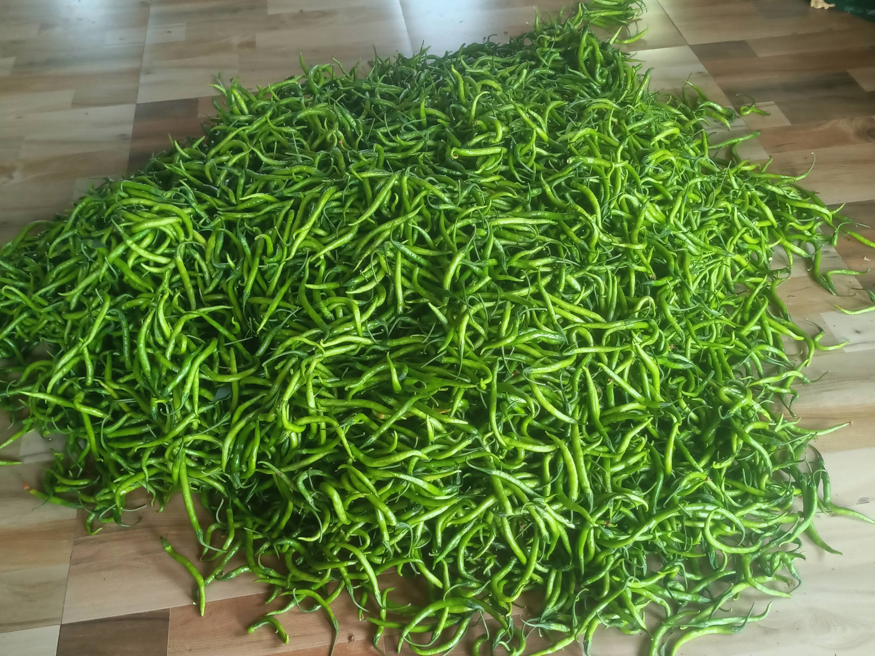 Green Chilli बिक्री के लिए, सांगली, महाराष्ट्र