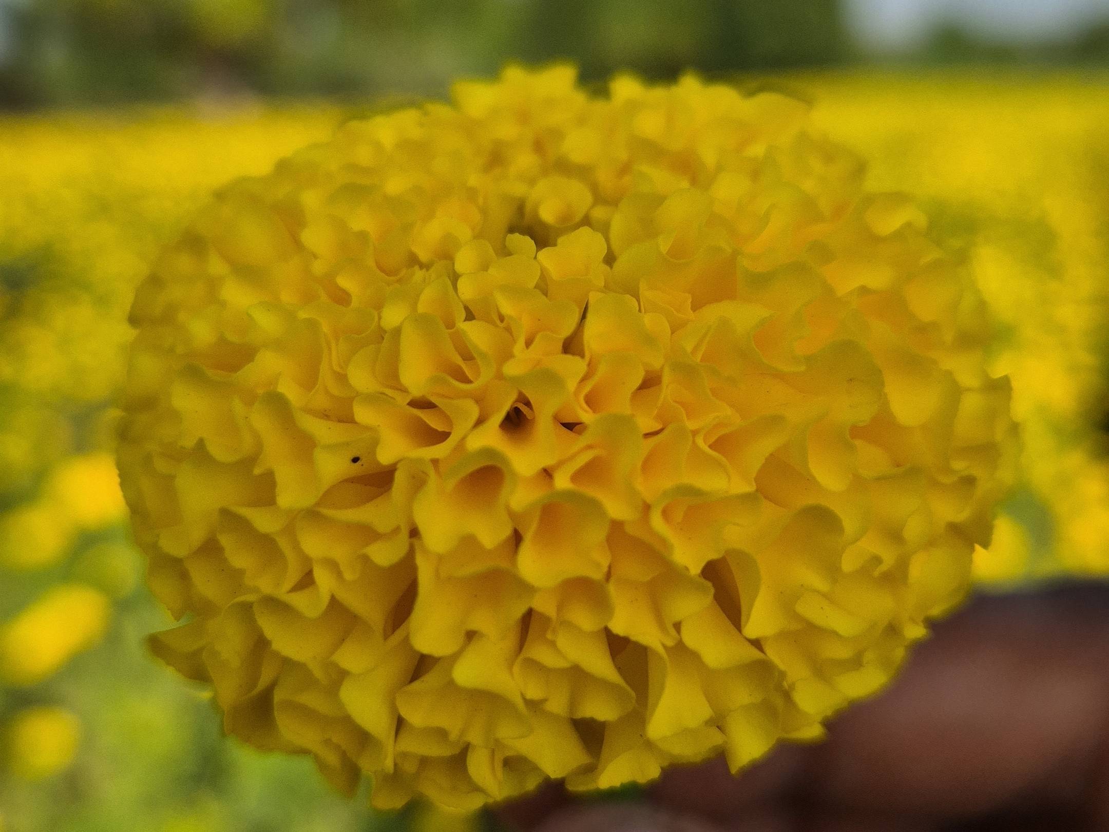 Marigold Yellow Marigold