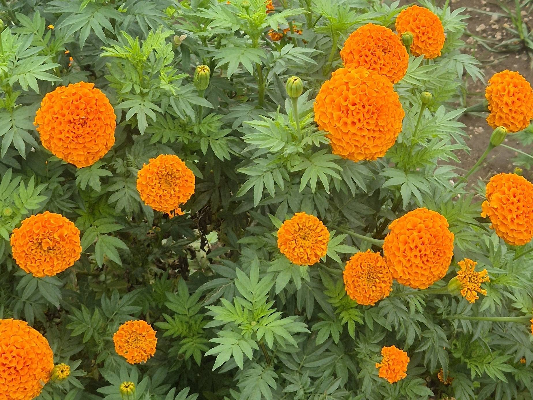 Yellow Marigold for sale in Beed, Maharashtra