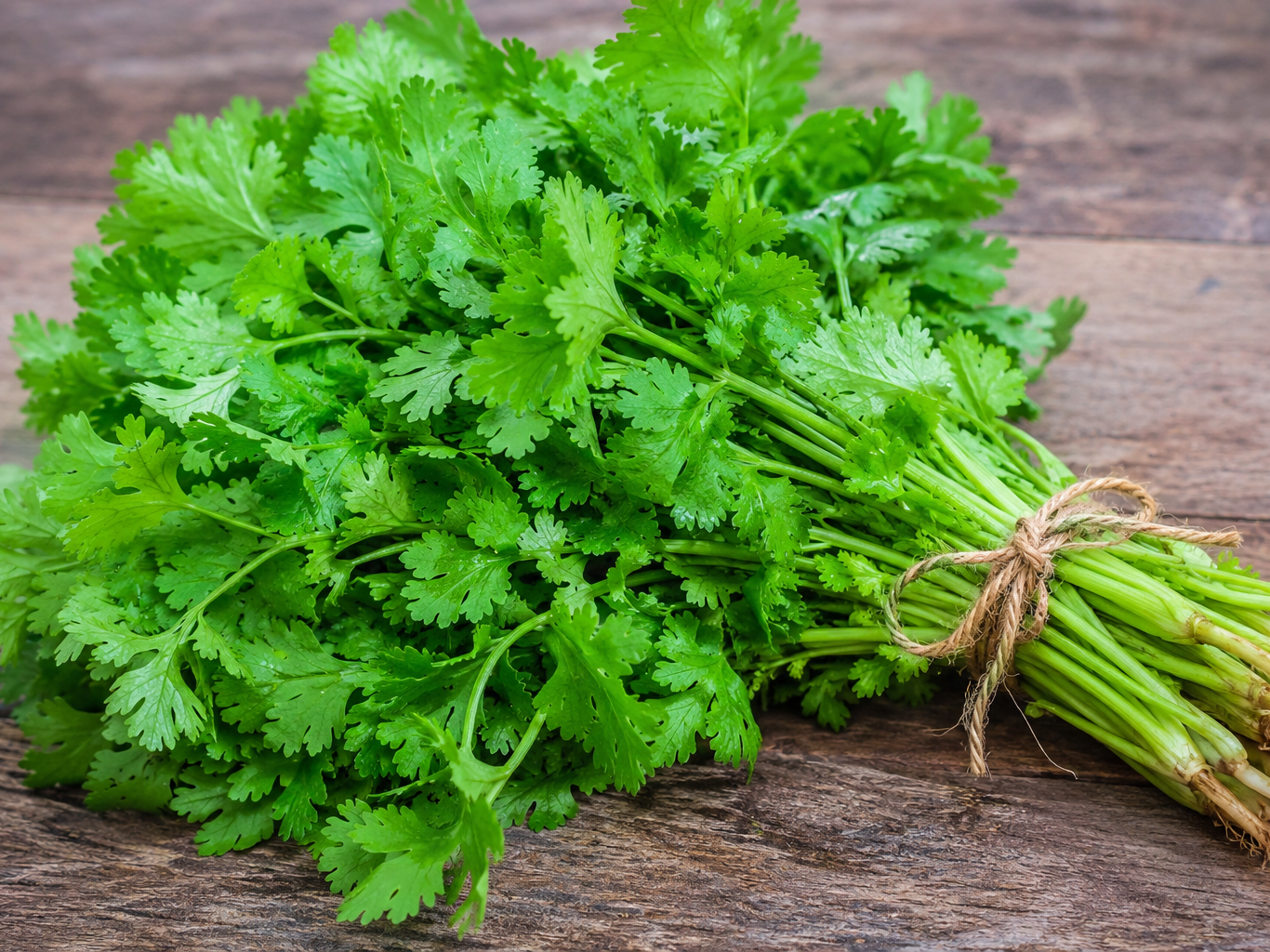 Coriander Leave बिक्री के लिए, पुणे, महाराष्ट्र