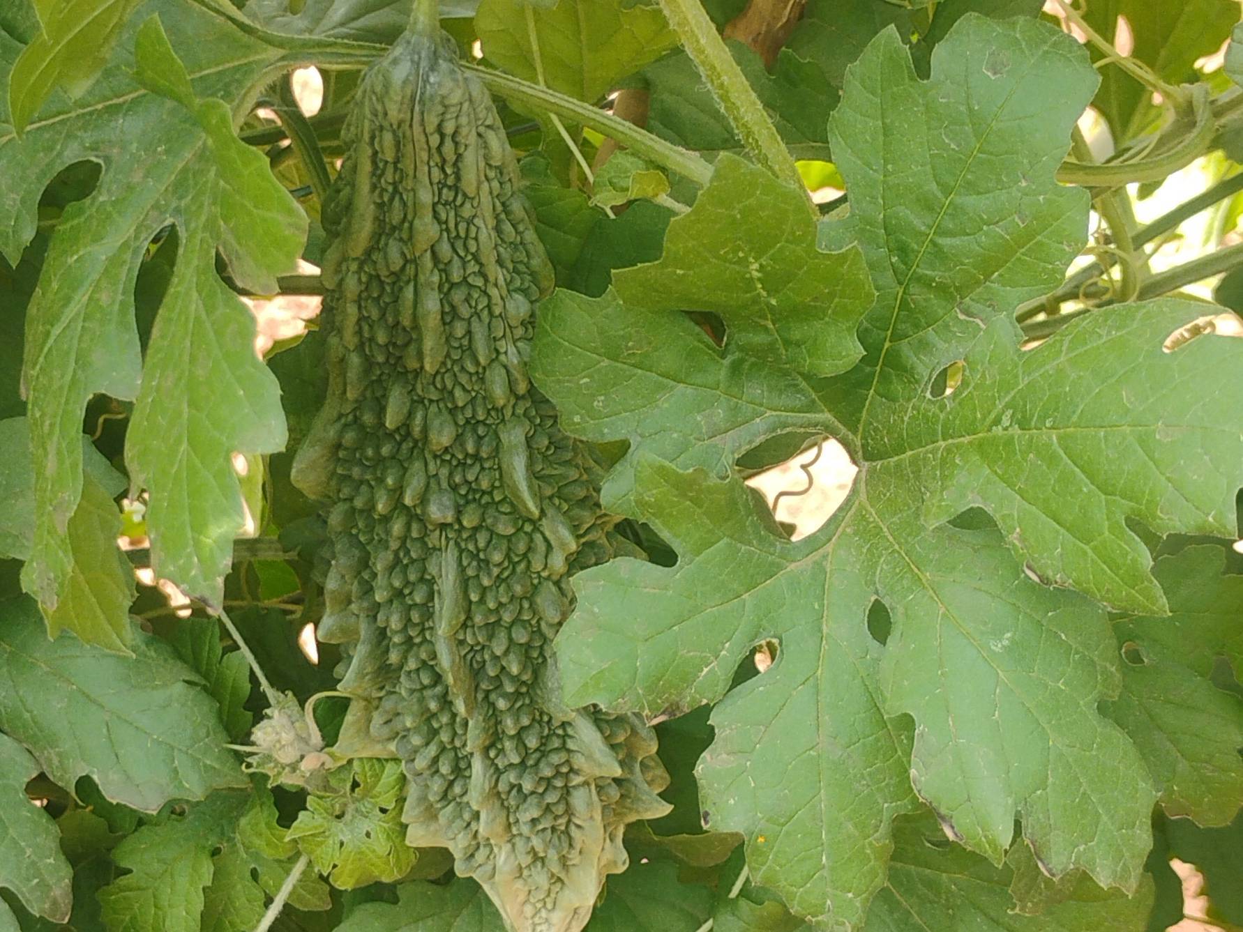 Green Bitter Gourd बिक्री के लिए, बुलढाणा, महाराष्ट्र
