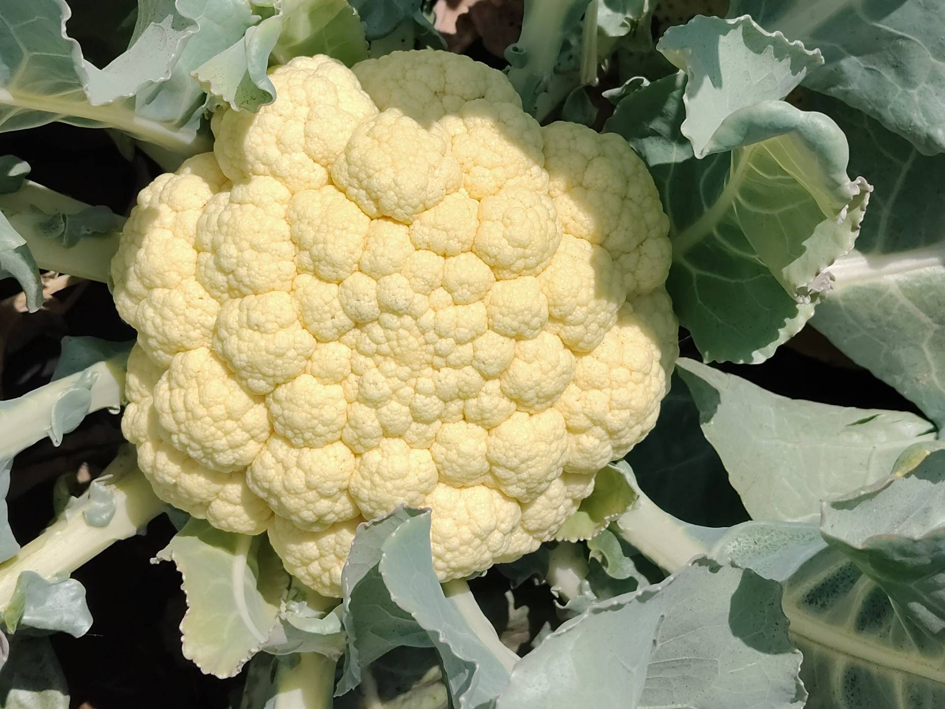 Early Cauliflower बिक्री के लिए, अहिल्यानगर, महाराष्ट्र
