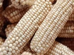 Corn Seeds White Corn Seed