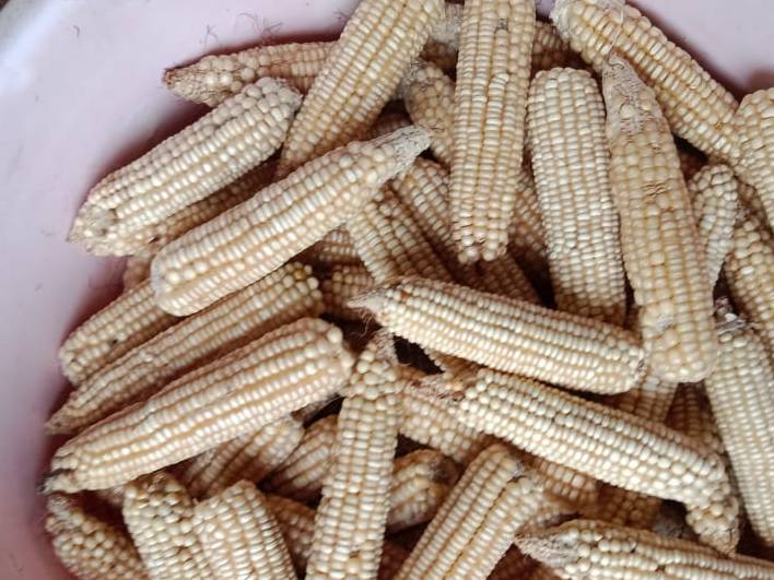 White Corn Seed विक्रीसाठी, अहिल्यानगर, महाराष्ट्र