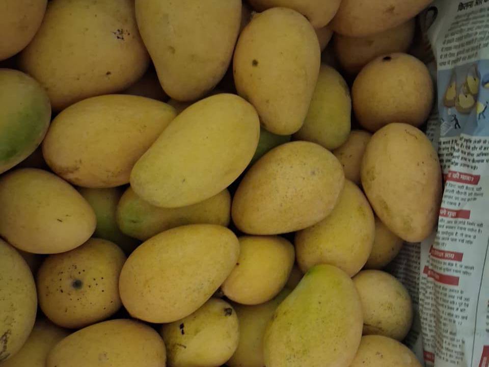 Amrapali for sale in Mahasamund, Chhattisgarh
