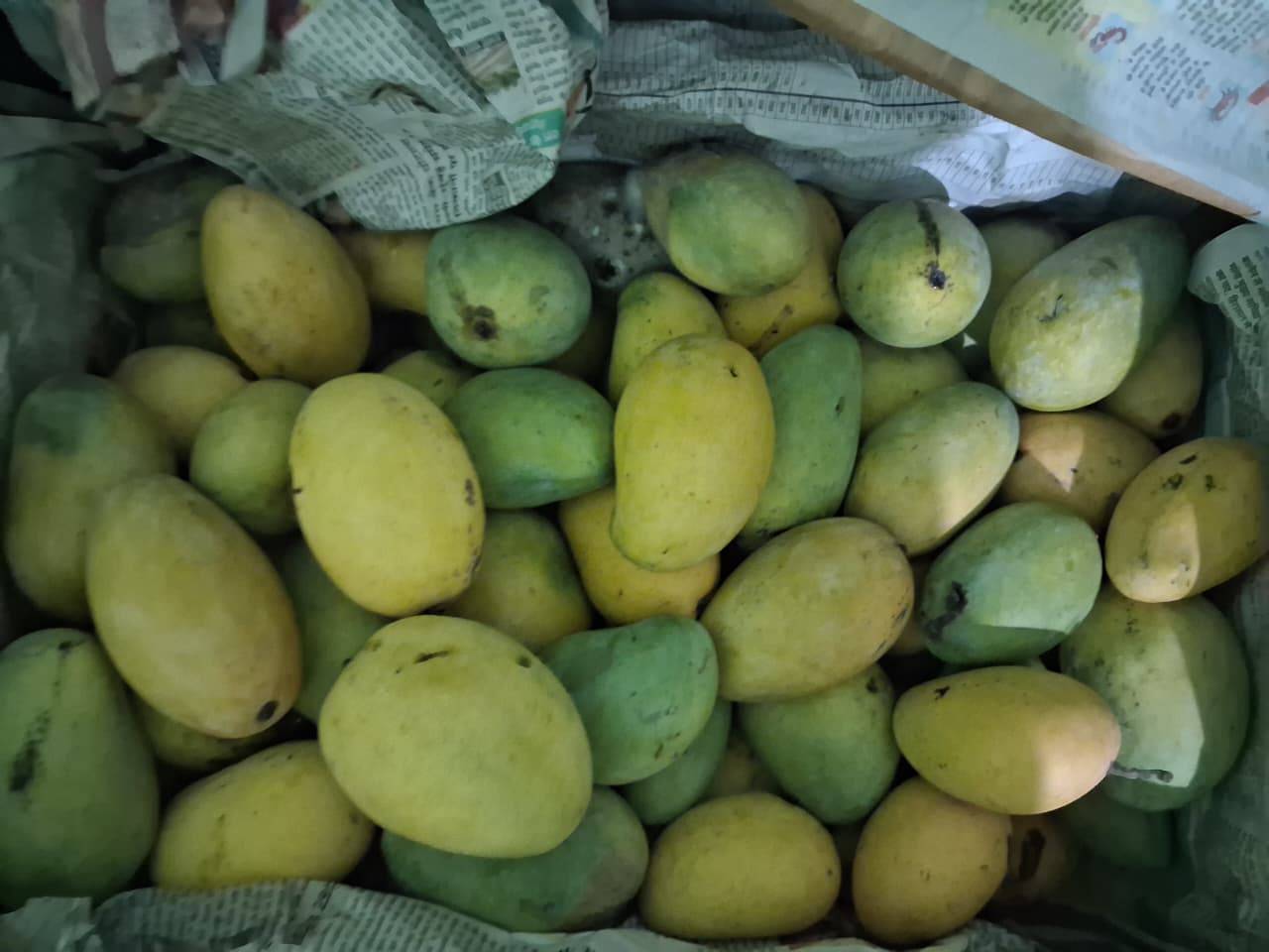 Amrapali for sale in Mahasamund, Chhattisgarh
