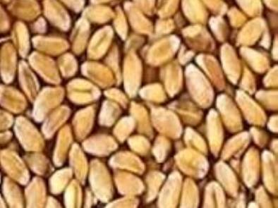 Kamut Wheat for sale in Jabalpur, Madhya Pradesh