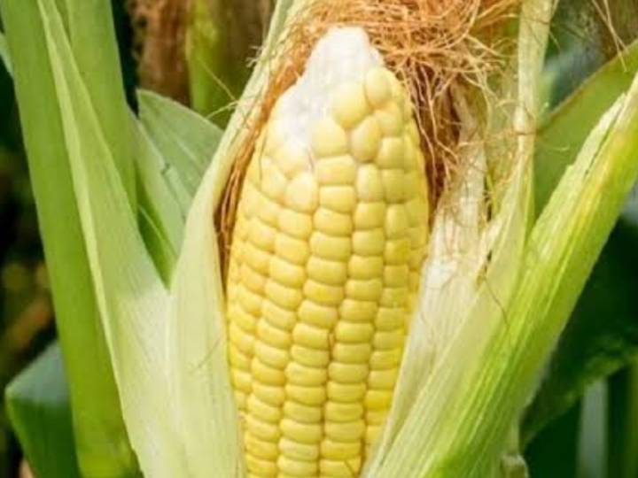 SweetCorn बिक्री के लिए, पुणे, महाराष्ट्र
