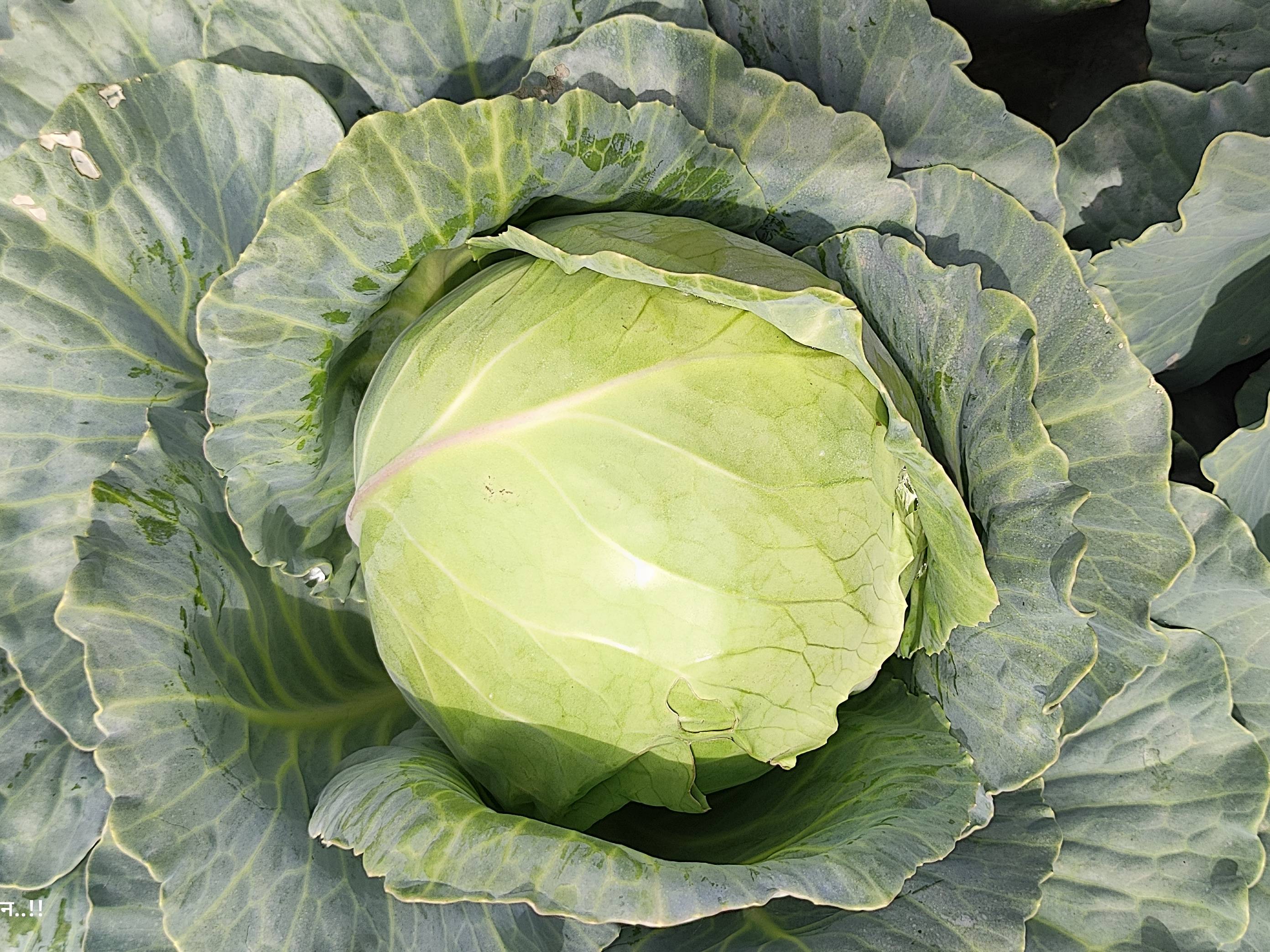 Green Cabbage for sale in Nashik, Maharashtra