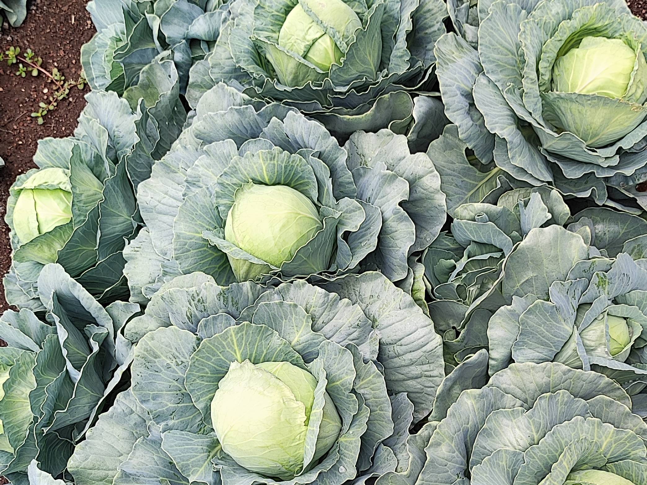 Green Cabbage for sale in Nashik, Maharashtra