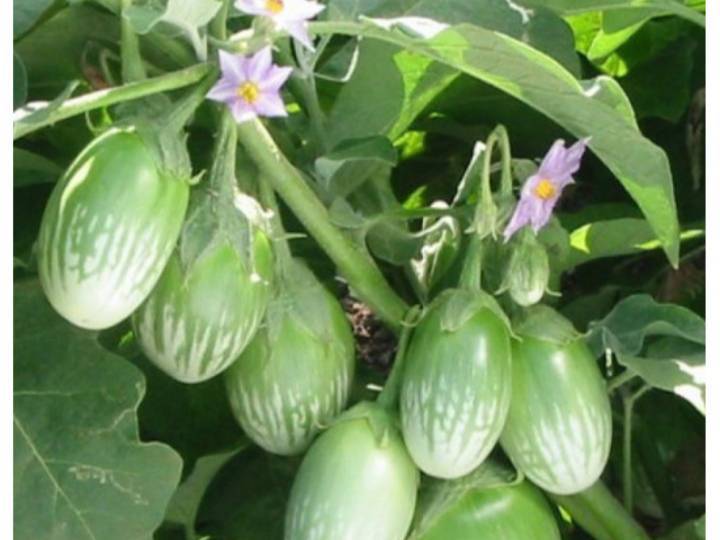 Striped Brinjal विक्रीसाठी, छिंदवाडा, मध्य प्रदेश