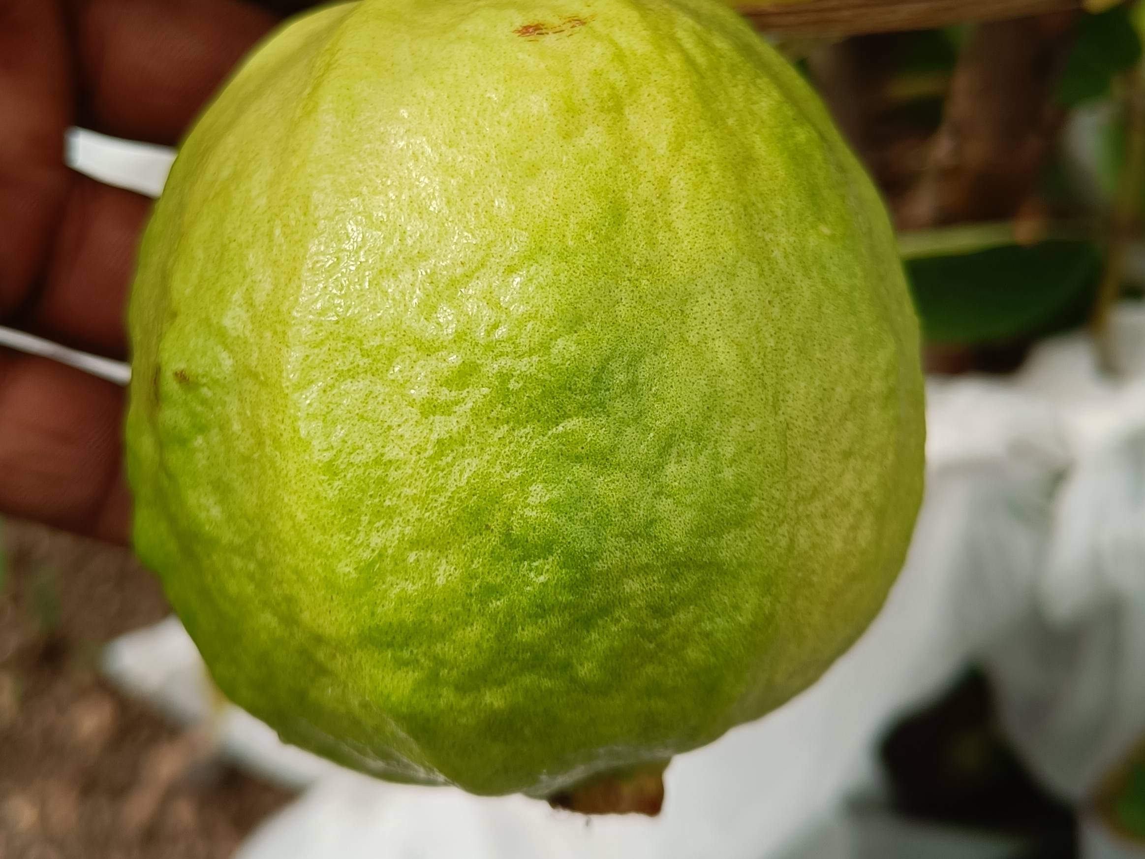 Taiwan Pink for sale in Sangli, Maharashtra